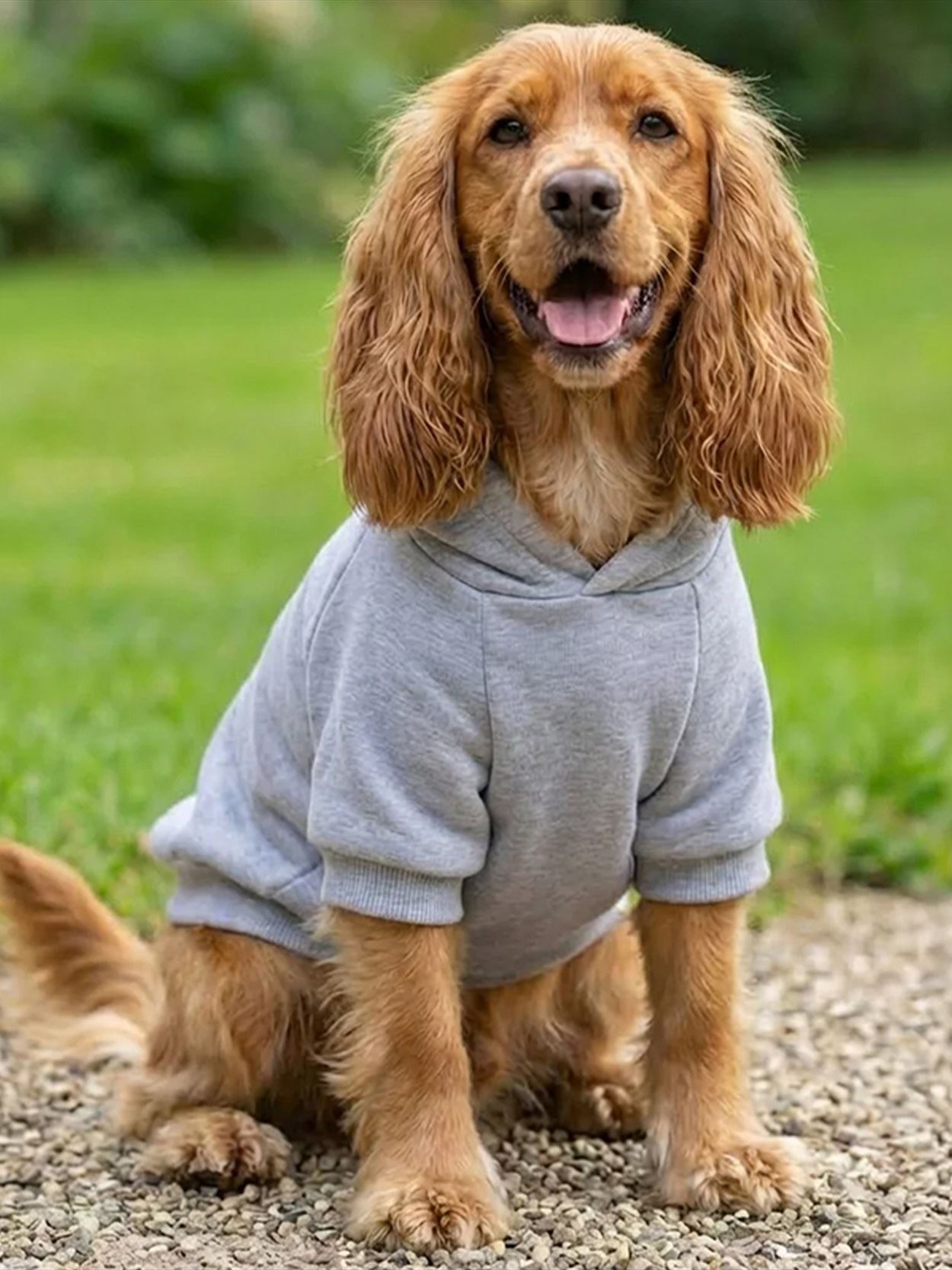 RAL-PP002 Dog’s hoodie Image 1